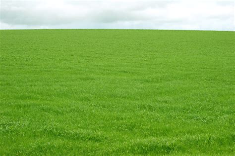 Free Field of Grass Stock Photo - FreeImages.com
