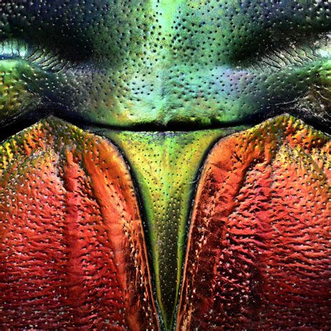 Detail Of Tricolored Jewel Beetle Insect Photography Microscopic