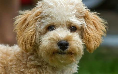 Why Are Poodle Mixes So Popular And Are They Right Pets For You