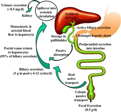 Enterohepatic Circulation Of Bile Acids About 05 G Of Bile Acids Is