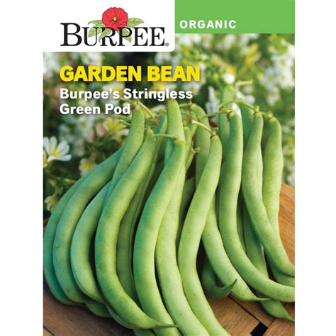 Burpee Organic Burpees Stringless Green Pod Garden Bean Vegetable Seed