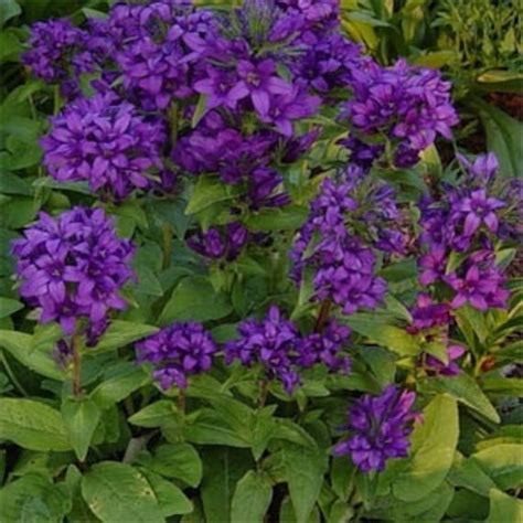 Flowers from july to september. Purple Campanula Bellflower Flower Seeds/Superba/Perennial