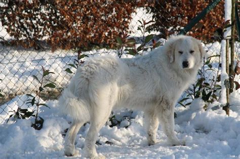 Ses éventuels problèmes de santé. Chien - Elevage De Plaine Sapin - eleveur de chiens Chien ...