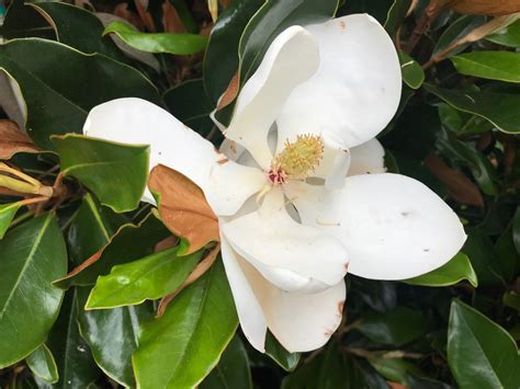 Best upscale bar halls chophouse 434 king st. Corki Skin: Flower Nursery Summerville Sc - Nursery Garden ...