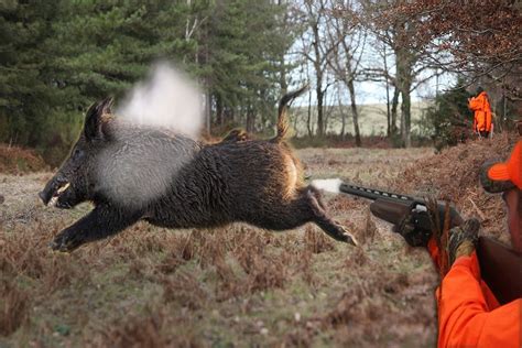Top 10 Best Shots-Wild Boar Hunting (Video) - Survival Stronghold