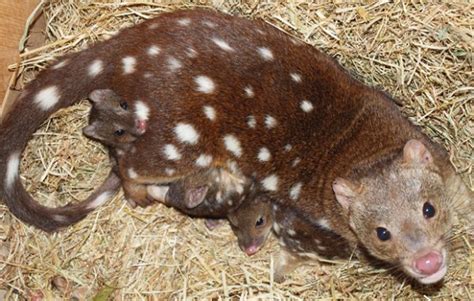 Baby Tiger Quoll Births A Boon For The Species Australian Geographic