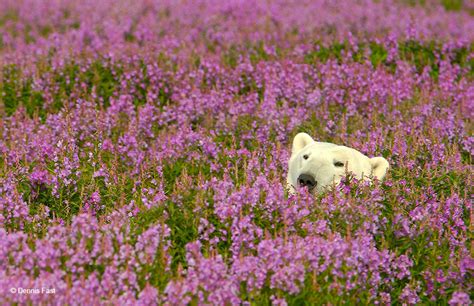 12 Adorable Pics Of Polar Bears Playing In Flower Fields So Rare