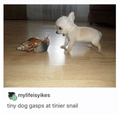 Mylifeisyikes Tiny Dog Gasps At Tinier Snail Dog Meme On Sizzle