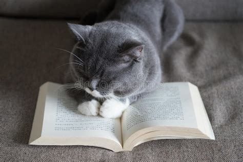 Gato Leyendo Un Libro La Colección Completa