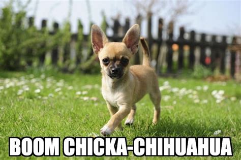 27 Dog Memes Chihuahua Factory Memes