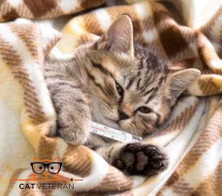 How do i know if the treatment isn't working? How Can I Tell If My Cat Has A Fever? (Use A RECTAL ...