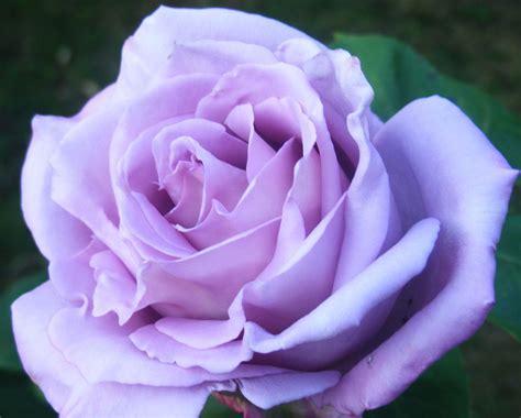 The Gorgeous Blue Moon Rose Blue Moon Rose Hybrid Tea Roses