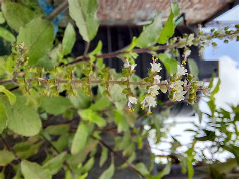 Free Images Basil Flowers Flower Terrestrial Plant Annual Plant
