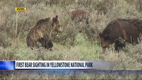 Yellowstone National Park Has First Bear Sighting Youtube