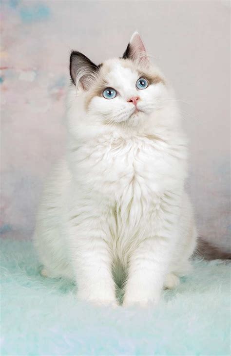 Ragdoll Cat Temperament Everything You Need To Know Ragdoll Cat