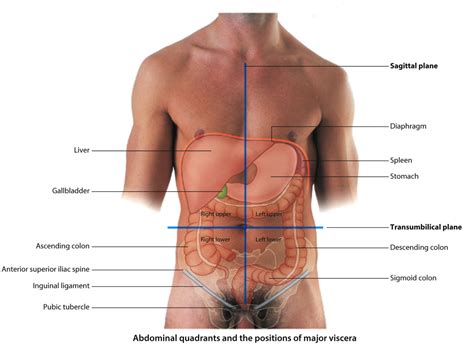 The abdomen has been bisected, trisected, and even divided into as many as 9 separate regions. Abdomen Embryo and Plan at Pritzker School of Medicine, University of Chicago - StudyBlue