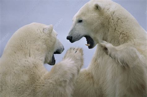 Polar Bears Play Fighting Churchill Manitoba Canada Stock Image