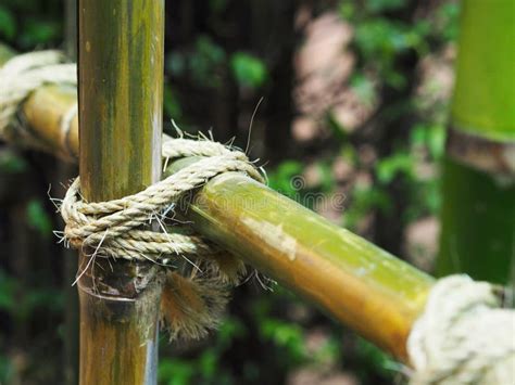 Tied Rope Circle On The Bamboo Pole Stock Photo Image Of Background