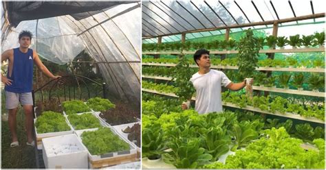 21 Year Old Guy Starts Hydroponics Farming Business With Php1k Capital