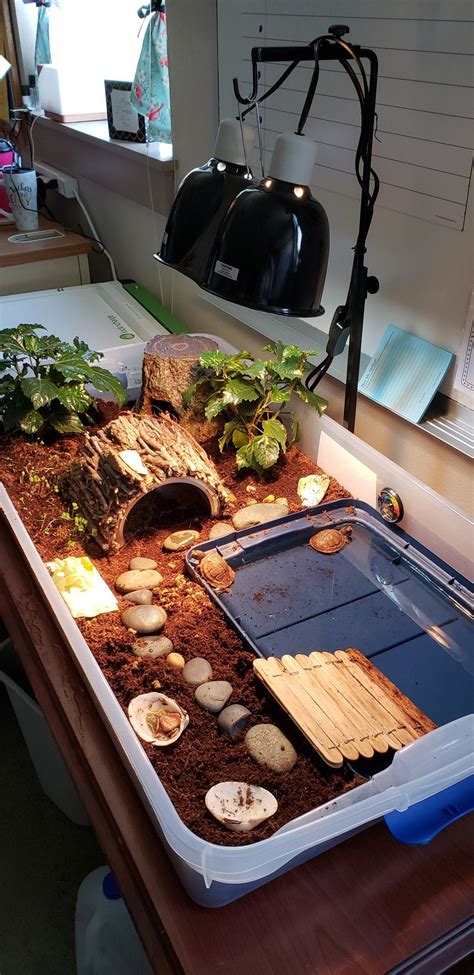 Sollte Nachwachsende Rohstoffe Graben Box Turtle Terrarium Ideas Trauben Flugzeug S Er Geschmack