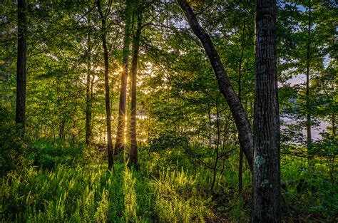 Desktop Wallpapers Rays Of Light Florida Usa Nature Forest Grass