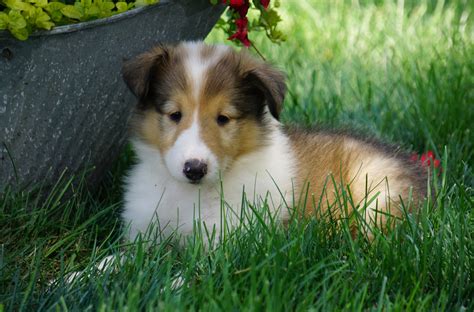 Akc Registered Lassie Collie For Sale Fredericksburg Oh Female Lily