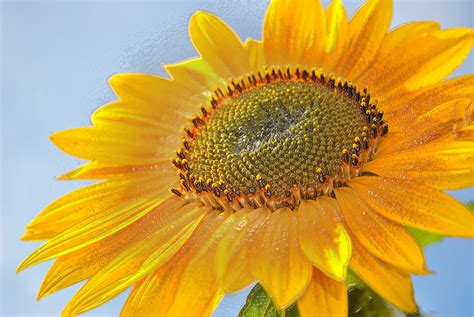 Plastic Sunflower Photograph By Cathy Mahnke Fine Art America