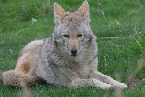 Zoo Idaho Coyote Fact Sheet