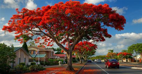 Flamboyant Tree Definition Growth Symbolism And Benefits