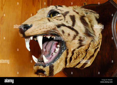 Tiger Baring Teeth Hi Res Stock Photography And Images Alamy