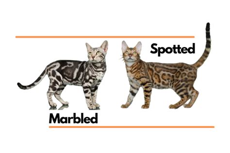 Bengal Rosetted Patterns The Beginners Guide That Bengal Cat