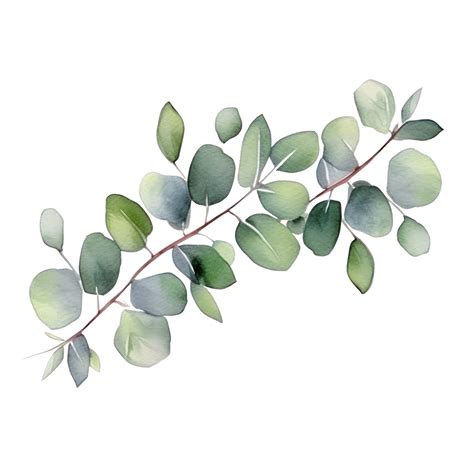 Watercolor Eucalyptus Branch Isolated 27124203 Png