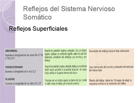 EXAMEN DE LOS REFLEJOS Reflejos Del Sistema Nervioso