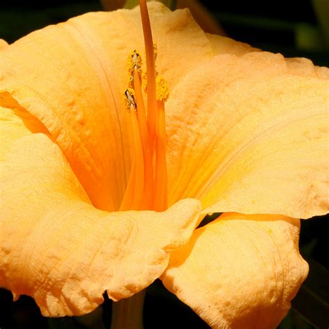 Orange Flower Closeup Free Stock Photo Public Domain Pictures