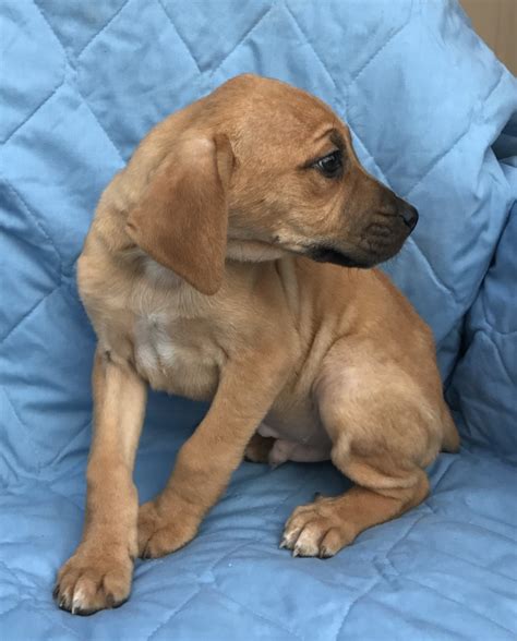 Mountain Cur Puppies For Sale Ashland Oh 182383
