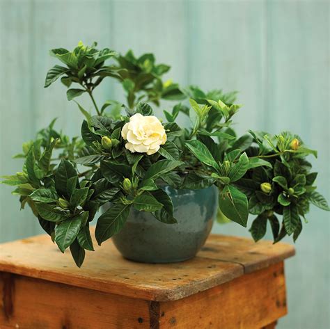 These Are The Best Indoor Plants If You Want Fragrant Flowers From