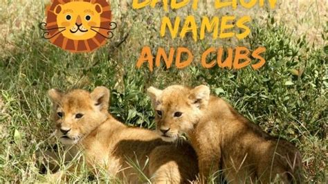 30 Top Female Lion Names Best Names For A Lioness