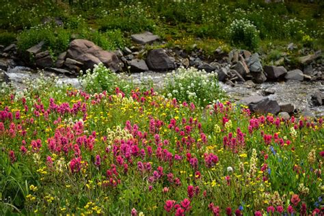Wildflowers | Wilds along a creek at 11,000 feet ©Kit Frost | Colorado wildflowers, Wild flowers ...