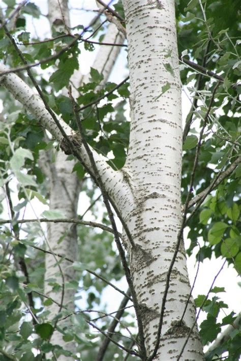 White Poplar Tree Identification Richard Bone