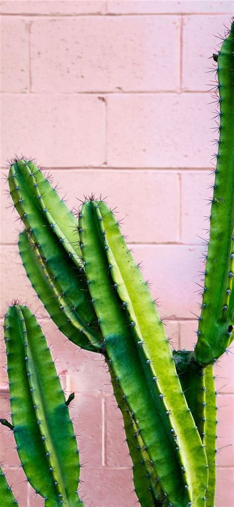 Green Cactus Plant Iphone 11 Wallpapers Free Download