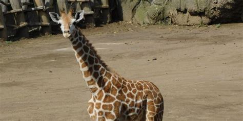 Nace Jirafa Bebé En El Zoológico De Chapultepec