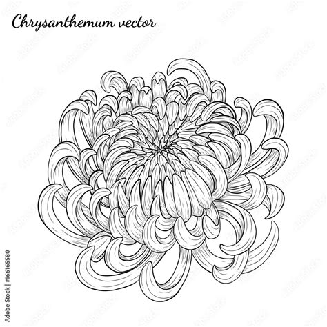 Chrysanthemum Vector On White Backgroundchrysanthemum Flower By Hand