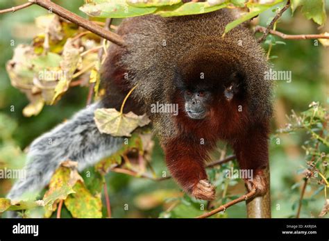 Red Titi Monkey High Resolution Stock Photography And Images Alamy