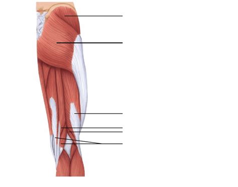 Right Hip And Thigh Muscles Posterior Aspect Diagram Quizlet