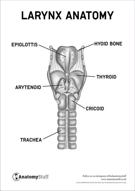 Larynx Anatomy Poster Pdf