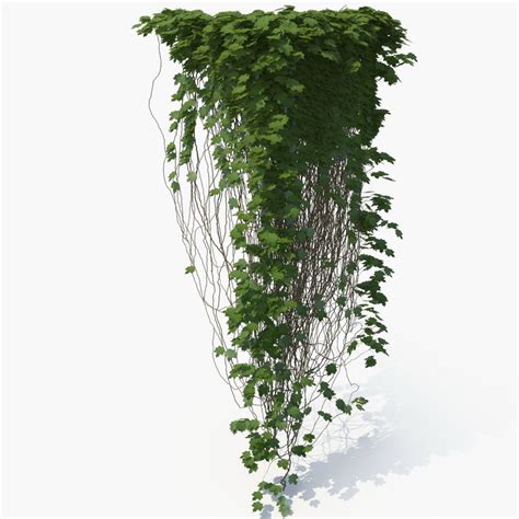 3d Realistic Ivy Model 1148270 Turbosquid