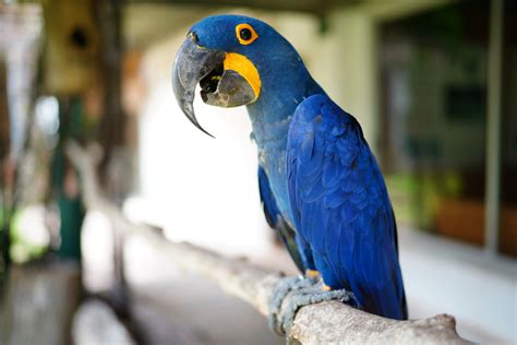 Rainforest Blue Macaw