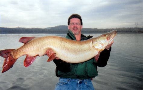 Monster Fish Caught Through The Ice In Northwest Pa Outdoors
