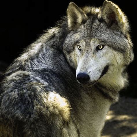 Wolf Wolf Photos Wolf Pictures Animal Pictures Amazing Pictures