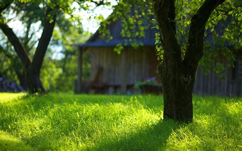 4k Green Grass Wallpapers High Quality Download Free